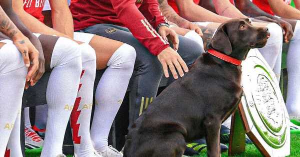 Six famous sporting animals as Arsenal’s dog ‘Win’ proves lucky omen for Gunners